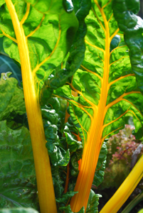 'Rainbow' Swiss Chard 1