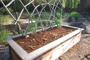 Raised Bed Vegetable Garden with Redwood Trellis