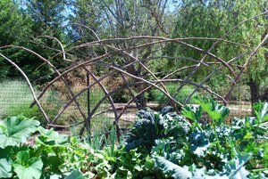 Redwood Branch Trellis