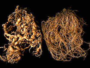 Tomato Diseases–Root Knot Nematode