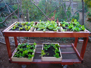 Growing Lettuce in a Salad Table