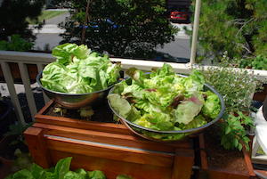 Lettuce Harvest from the SaladScape