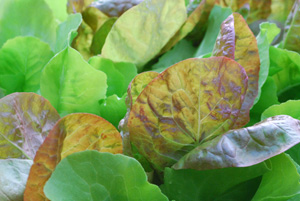 SaladScape of ‘Santoro’ and ‘Mervielles de quatre Saison’ (a.k.a., ‘Continuity’) Lettuce, Closeup 3