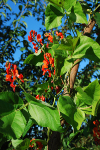 Scarlet Runner Beans Flowering
