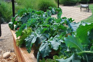 Raised Bed Vegetable Garden