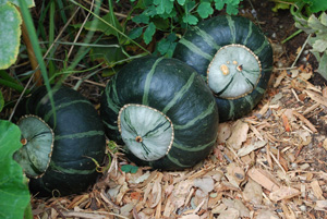 Winter Squash Varieties—‘Bonbon’ Buttercup