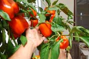 Pepper Varieties 'Gourmet', Hand for Scale