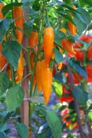 Growing Hot Peppers—'Bulgarian Carrot' 1