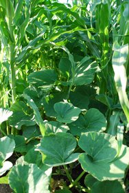 Three Sisters Polyculture:  Corn, Beans, and Squash