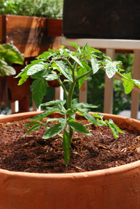 Growing Tomatoes in Pots, 'Carmello'