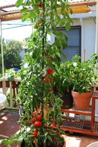 Growing Tomatoes in Containers, 'Carmello'