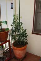 'Carmello' Tomato Growing in a 15-gallon Terra-Cotta Pot--Week 5