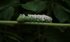 Tomato Hornworm with Braconid Wasp Cocoons