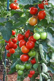 Growing Tomatoes ‘Italian Grandfather Style’