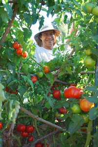 Steve Tending the Tomato Temple