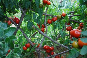 The 'Tomato Temple':  Tomatoes Growing Through a Trellis of Intertwined Redwood Branches