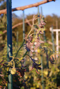 Tomato Diseases–Western Yellows (Curly Top)