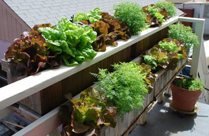 Growing Lettuce in a Window Box