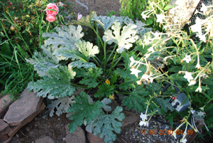 Zucchini ‘Raven’ Still Producing Squash at Thanksgiving, in Spite of Powdery Mildew on the Leaves