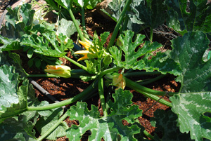 Zucchini 'Raven' at 9 Weeks, Just Starting to Kick In