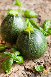 'Cocozelle' is a beautiful heirloom zucchini, leaf green with darker green streaks.